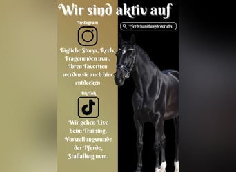 Caballo de salto Oldenburgo, Yegua, 6 años, 162 cm, Negro