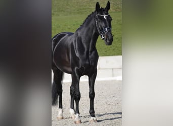 Caballo de salto Oldenburgo, Yegua, 6 años, 162 cm, Negro