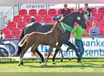 Caballo de salto Oldenburgo, Yegua, 6 años, 164 cm, Alazán