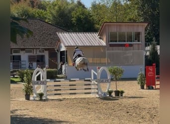 Caballo de salto Oldenburgo, Yegua, 6 años, 165 cm, Tordo