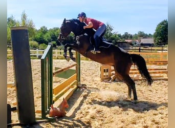 Caballo de salto Oldenburgo, Yegua, 6 años, 166 cm, Castaño oscuro