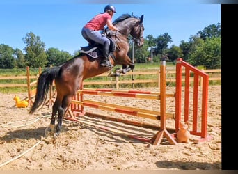 Caballo de salto Oldenburgo, Yegua, 6 años, 166 cm, Castaño oscuro