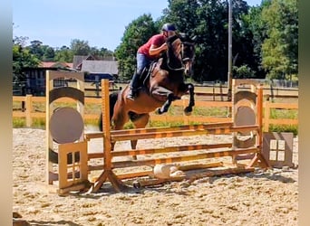 Caballo de salto Oldenburgo, Yegua, 6 años, 166 cm, Castaño oscuro