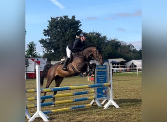 Caballo de salto Oldenburgo, Yegua, 6 años, 166 cm, Castaño oscuro