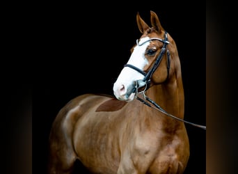 Caballo de salto Oldenburgo, Yegua, 6 años, 167 cm, Alazán-tostado