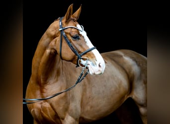 Caballo de salto Oldenburgo, Yegua, 6 años, 167 cm, Alazán-tostado