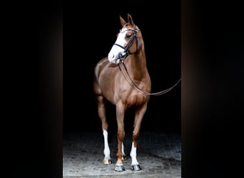 Caballo de salto Oldenburgo, Yegua, 6 años, 167 cm, Alazán-tostado