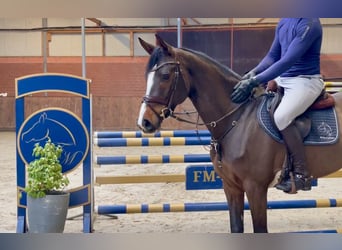 Caballo de salto Oldenburgo, Yegua, 6 años, 167 cm, Castaño oscuro