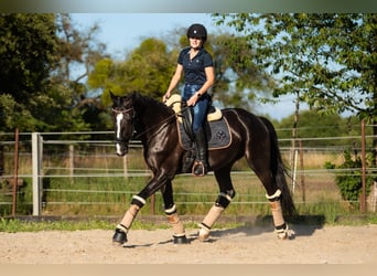 Caballo de salto Oldenburgo, Yegua, 6 años, 167 cm, Negro