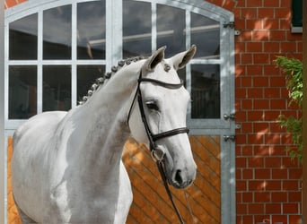 Caballo de salto Oldenburgo, Yegua, 6 años, 167 cm, Tordo
