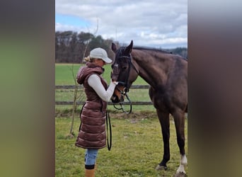 Caballo de salto Oldenburgo, Yegua, 6 años, 168 cm, Castaño