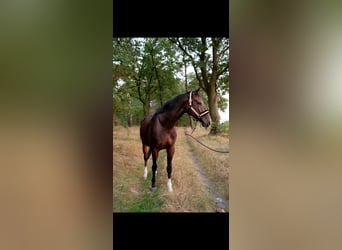 Caballo de salto Oldenburgo, Yegua, 6 años, 168 cm, Castaño