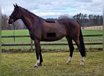 Caballo de salto Oldenburgo, Yegua, 6 años, 168 cm, Castaño