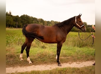 Caballo de salto Oldenburgo, Yegua, 6 años, 168 cm, Castaño