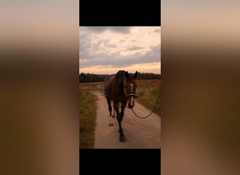 Caballo de salto Oldenburgo, Yegua, 6 años, 168 cm, Castaño