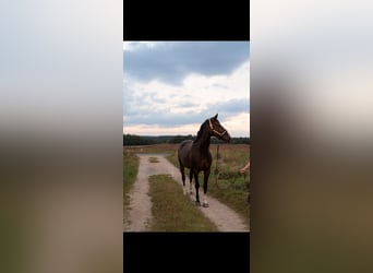 Caballo de salto Oldenburgo, Yegua, 6 años, 168 cm, Castaño