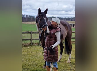 Caballo de salto Oldenburgo, Yegua, 6 años, 168 cm, Castaño