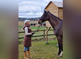 Caballo de salto Oldenburgo, Yegua, 6 años, 168 cm, Castaño