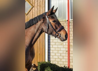 Caballo de salto Oldenburgo, Yegua, 6 años, 168 cm, Castaño