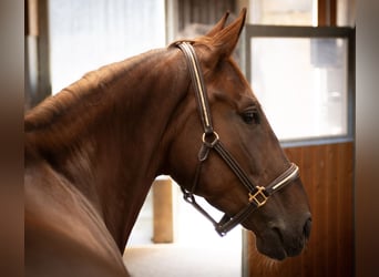 Caballo de salto Oldenburgo, Yegua, 6 años, 170 cm, Alazán-tostado