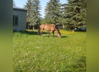 Caballo de salto Oldenburgo, Yegua, 6 años, 170 cm, Castaño