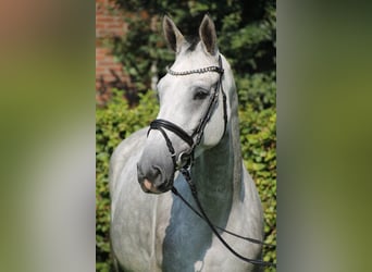 Caballo de salto Oldenburgo, Yegua, 6 años, 170 cm, Tordo