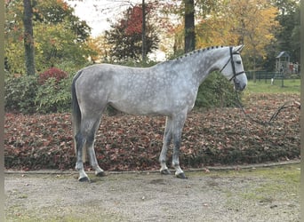 Caballo de salto Oldenburgo, Yegua, 6 años, 170 cm, Tordo