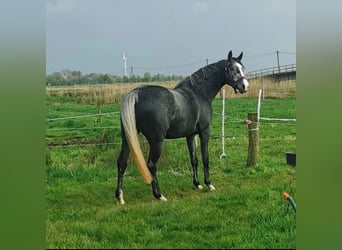 Caballo de salto Oldenburgo, Yegua, 6 años, 170 cm, Tordo rodado