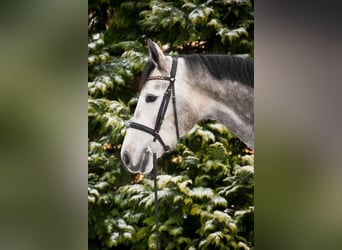 Caballo de salto Oldenburgo, Yegua, 6 años, 170 cm, Tordo rodado