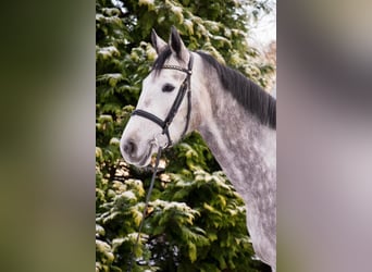 Caballo de salto Oldenburgo, Yegua, 6 años, 170 cm, Tordo rodado