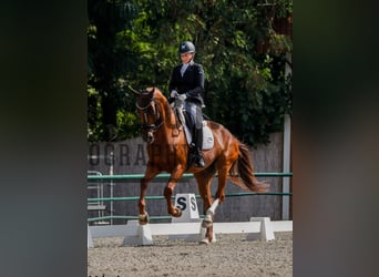 Caballo de salto Oldenburgo, Yegua, 6 años, 171 cm, Alazán-tostado