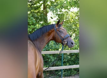 Caballo de salto Oldenburgo, Yegua, 6 años, 173 cm, Castaño