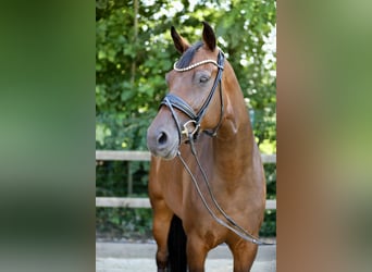 Caballo de salto Oldenburgo, Yegua, 6 años, 173 cm, Castaño