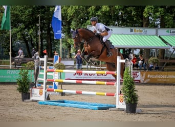 Caballo de salto Oldenburgo, Yegua, 6 años, 173 cm, Castaño