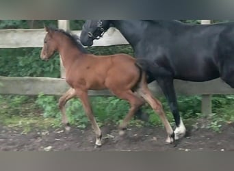 Caballo de salto Oldenburgo, Yegua, 6 años, Castaño