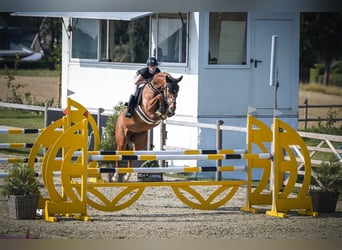 Caballo de salto Oldenburgo, Yegua, 7 años, 160 cm, Alazán