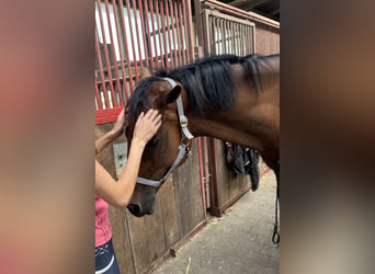 Caballo de salto Oldenburgo, Yegua, 7 años, 164 cm