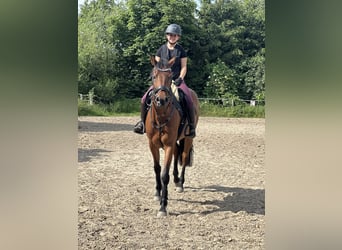 Caballo de salto Oldenburgo, Yegua, 7 años, 164 cm