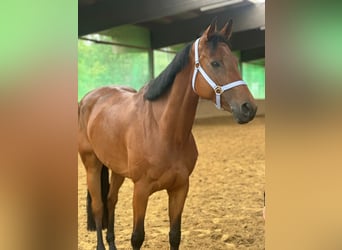 Caballo de salto Oldenburgo, Yegua, 7 años, 164 cm