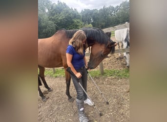 Caballo de salto Oldenburgo, Yegua, 7 años, 164 cm