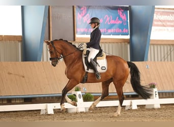 Caballo de salto Oldenburgo, Yegua, 7 años, 165 cm, Castaño
