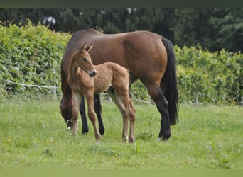 Caballo de salto Oldenburgo, Yegua, 7 años, 165 cm, Castaño