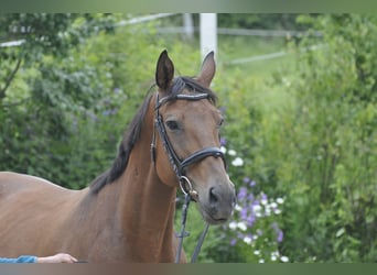 Caballo de salto Oldenburgo, Yegua, 7 años, 165 cm, Castaño