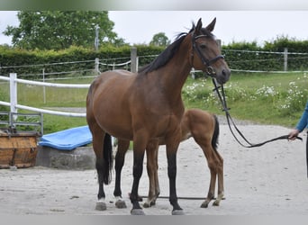 Caballo de salto Oldenburgo, Yegua, 7 años, 165 cm, Castaño