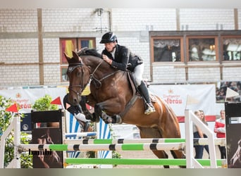 Caballo de salto Oldenburgo, Yegua, 7 años, 167 cm, Castaño