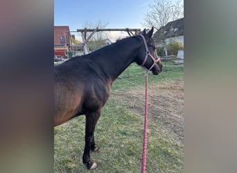Caballo de salto Oldenburgo, Yegua, 7 años, 167 cm, Castaño oscuro