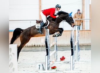 Caballo de salto Oldenburgo, Yegua, 7 años, 167 cm, Castaño oscuro