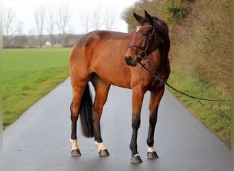 Caballo de salto Oldenburgo, Yegua, 7 años, 168 cm, Castaño