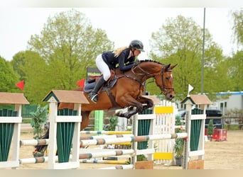 Caballo de salto Oldenburgo, Yegua, 7 años, 168 cm, Castaño