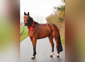 Caballo de salto Oldenburgo, Yegua, 7 años, 168 cm, Castaño